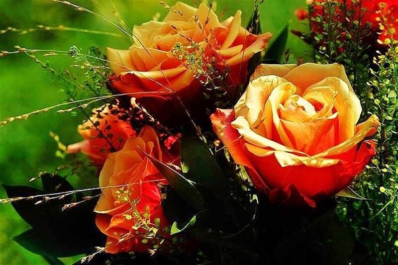 Bouquet of Orange Roses — Natural, Afternoon