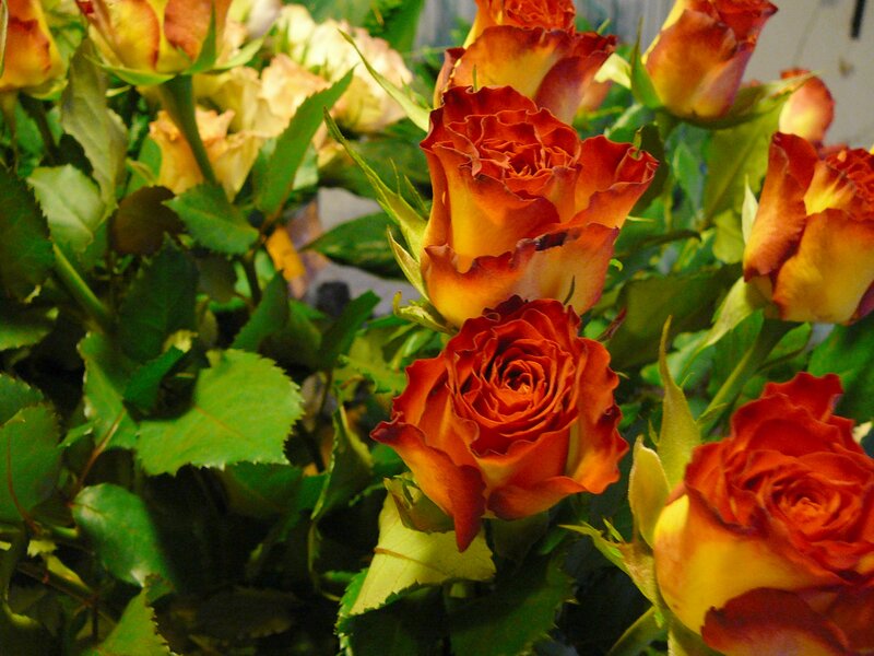 Bouquet of Orange Roses — Natural, Photograph