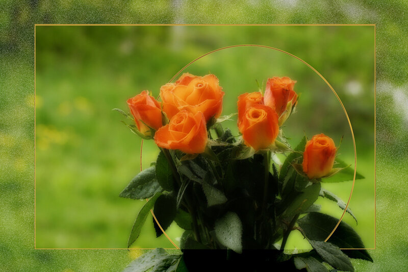 Bouquet of Orange Roses — Serene, Spring