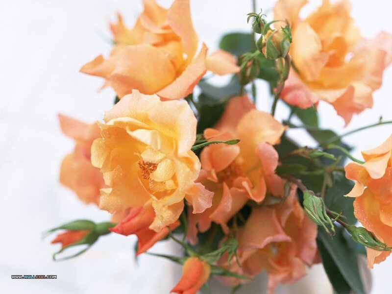 Bouquet of Orange Roses — Serene