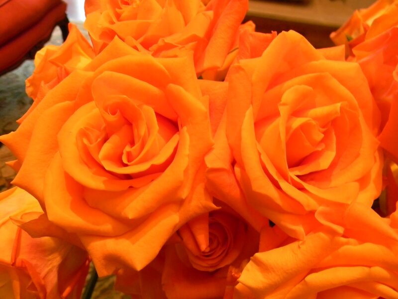 Bouquet of Orange Roses — Vibrant, Photograph