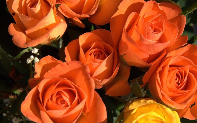 Bouquet of Orange Roses — Vibrant