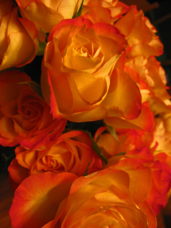 Bouquet of Orange Roses — Warm, Photograph, Flowers, Petals, Green Leaves