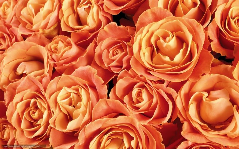 Bouquet of Orange Roses — Warm, Photograph, Flowers, Petals