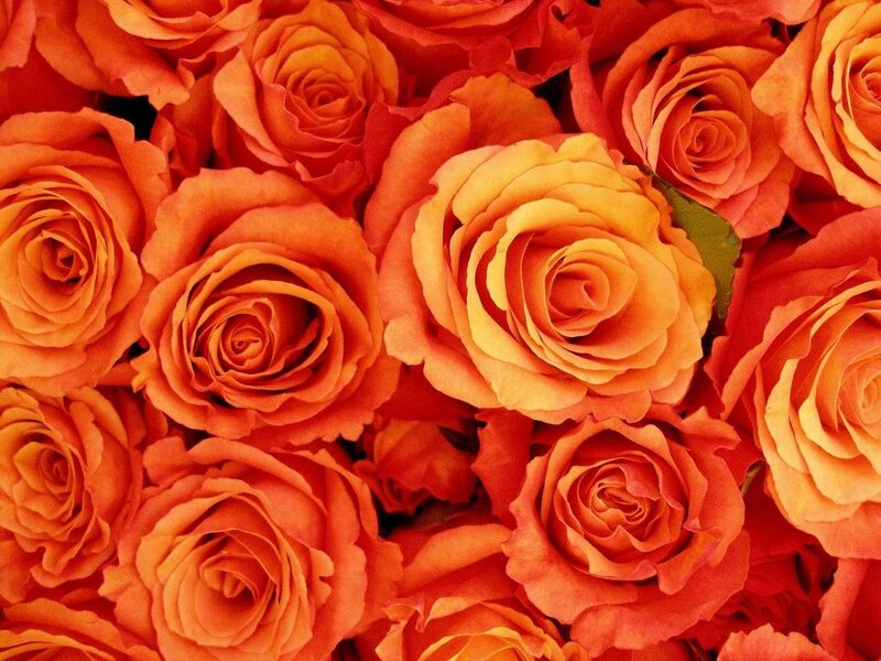 Bouquet of Orange Roses — Warm, Photograph, Green Leaf