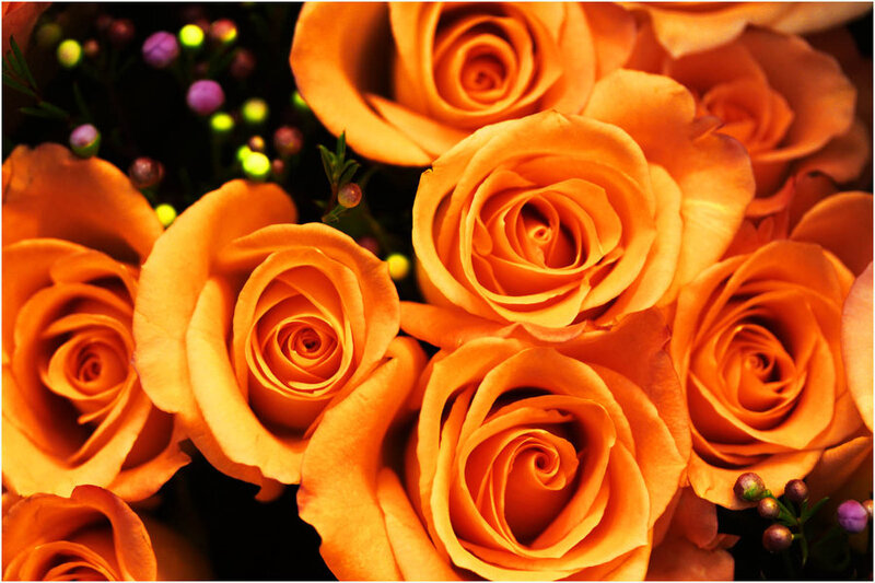 Bouquet of Orange Roses — Warm, Photograph, Greenery