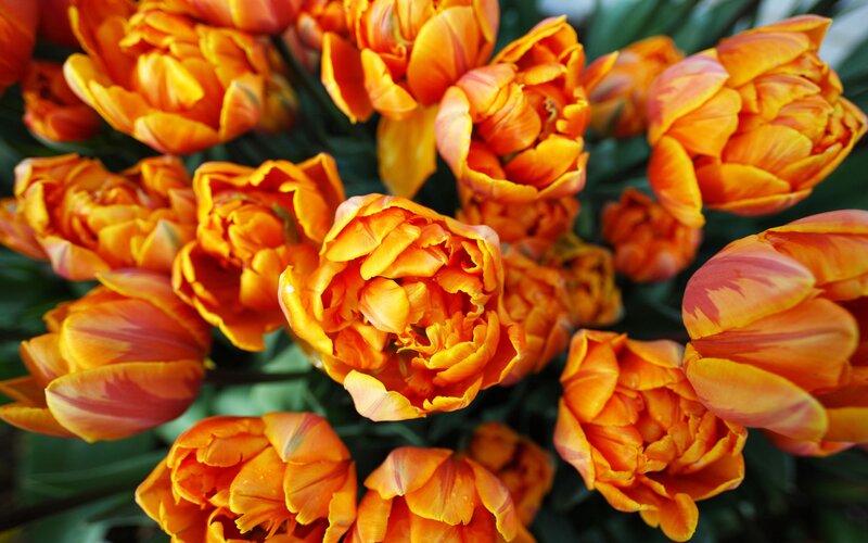 bouquet of orange tulips