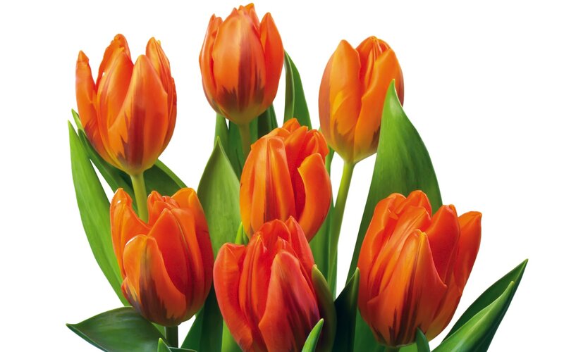 bouquet of orange tulips