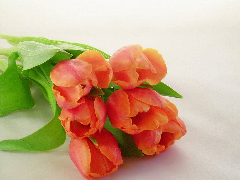 bouquet of orange tulips