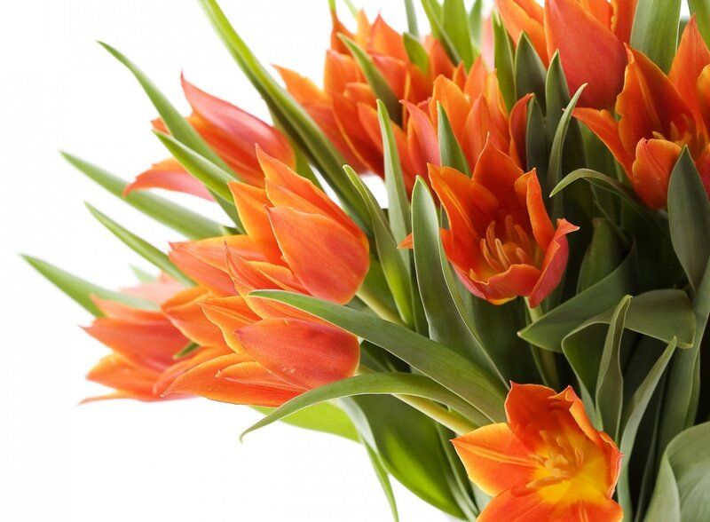 Bouquet of Orange Tulips — Bright