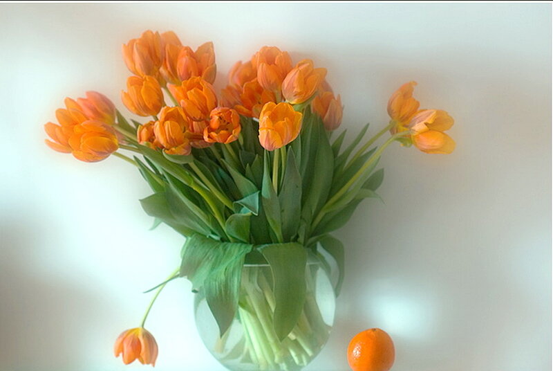 Bouquet of Orange Tulips — Calm