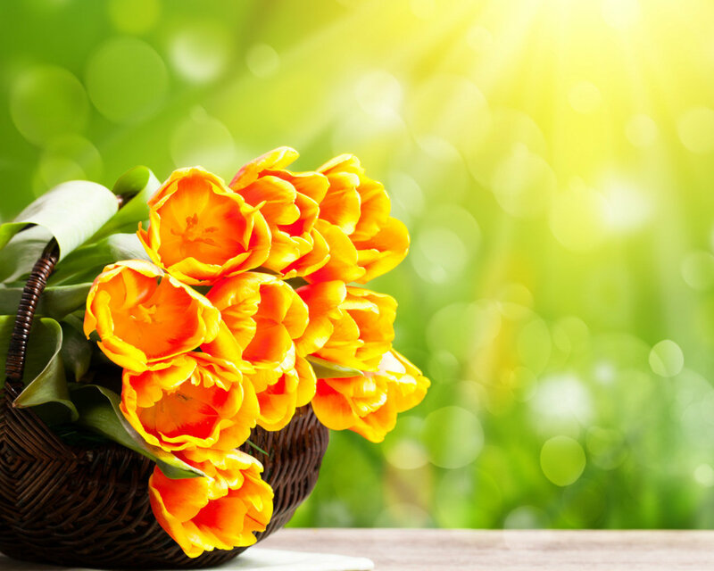 Bouquet of Orange Tulips — Serene, Morning