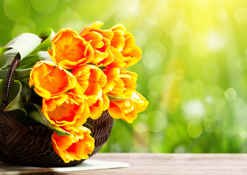 Bouquet of Orange Tulips — Serene, Spring