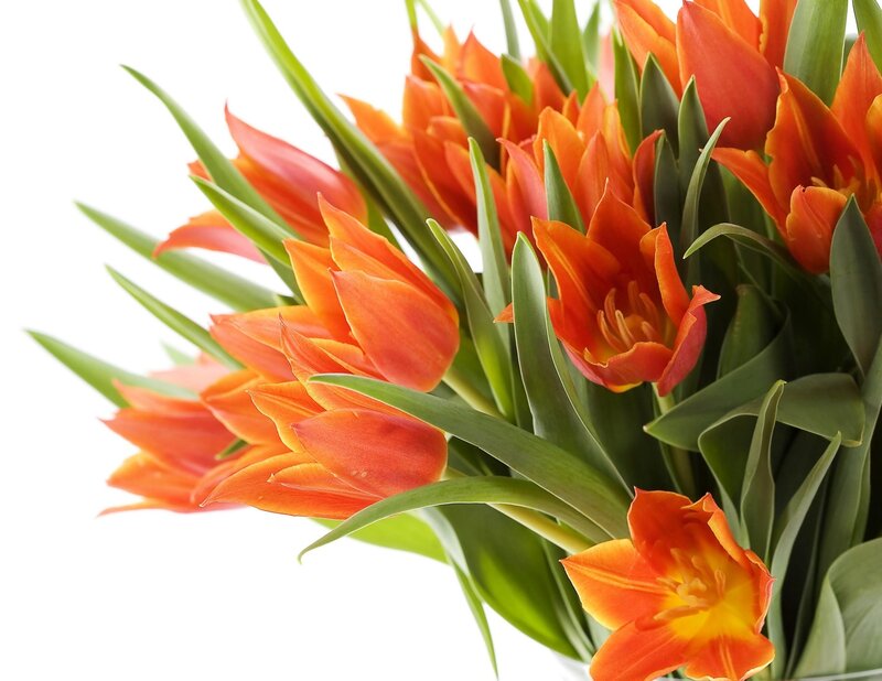 bouquet of orange tulips