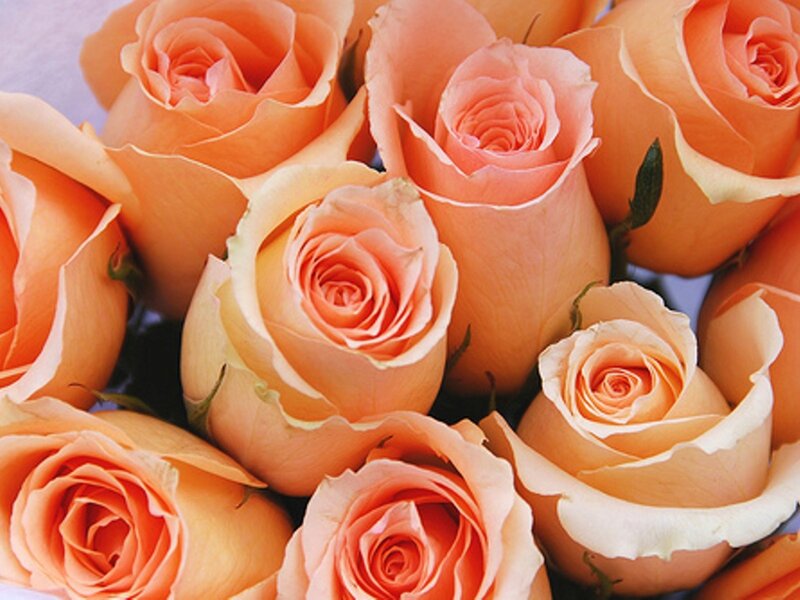 bouquet of peach roses