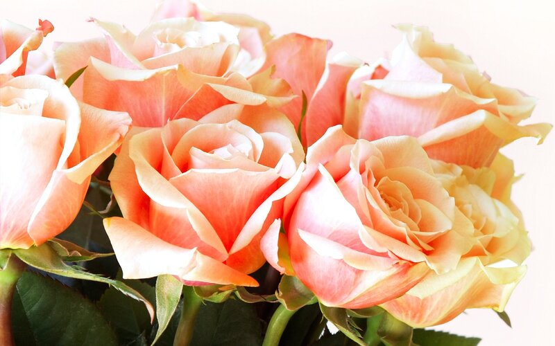bouquet of peach roses