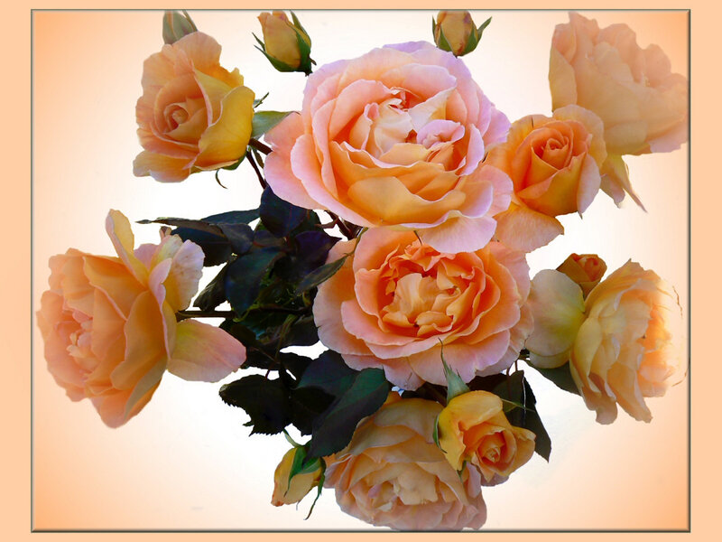 bouquet of peach roses