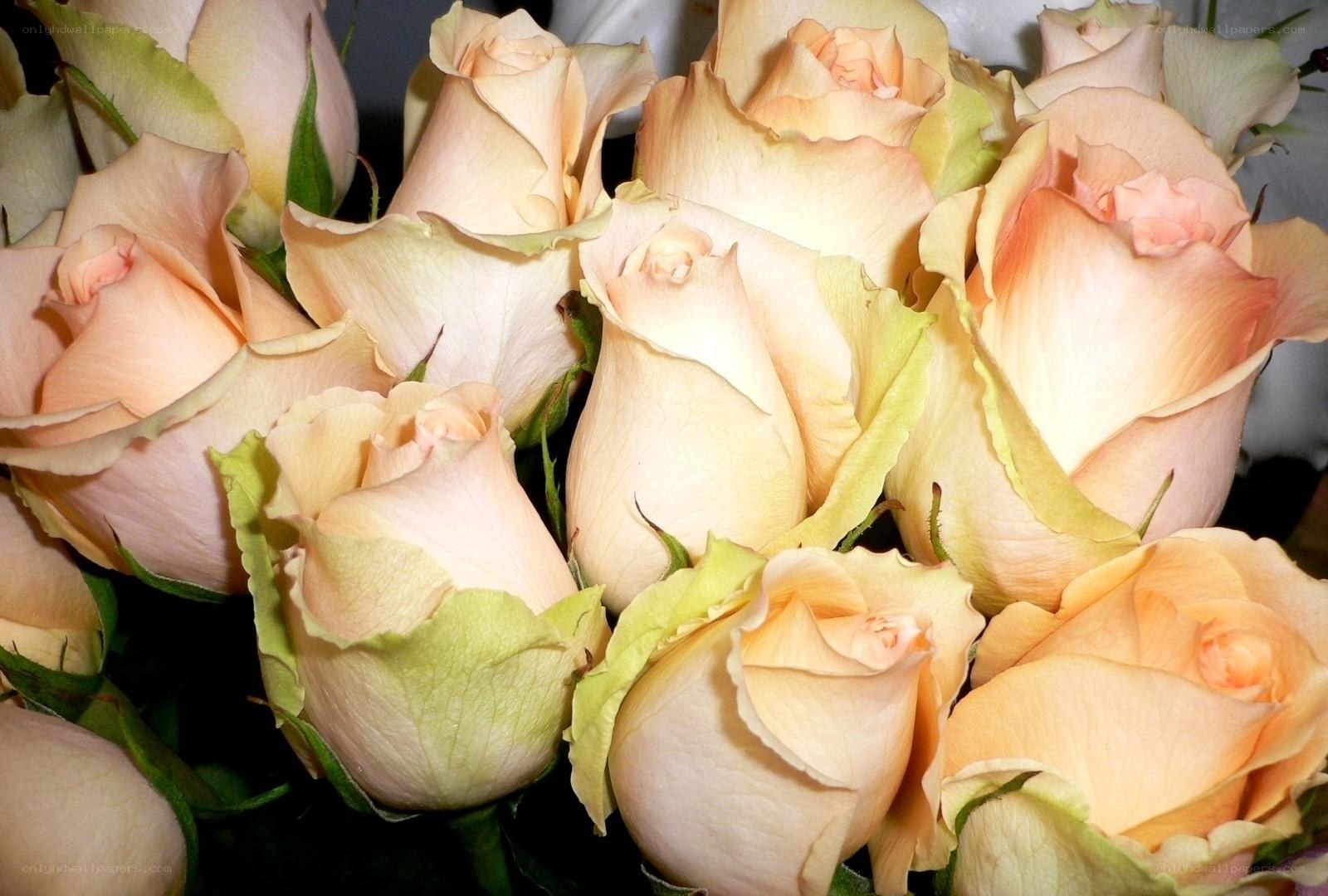 bouquet of peach roses