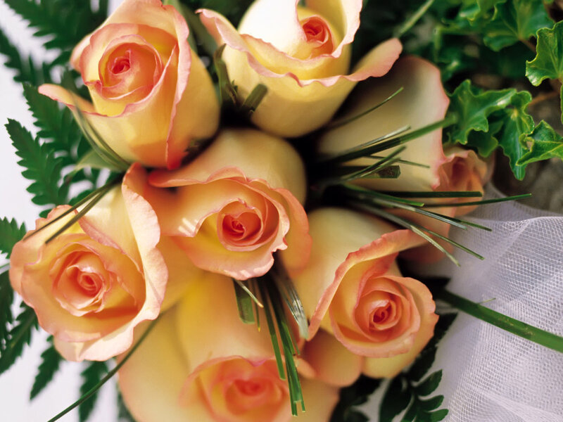 Bouquet of Peach Roses — Calm, Photograph