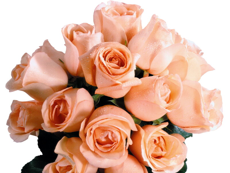Bouquet of Peach Roses — Calm, Photograph, Water Droplets, Leaves