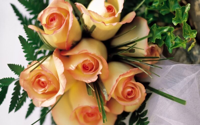 Bouquet of Peach Roses — Calm