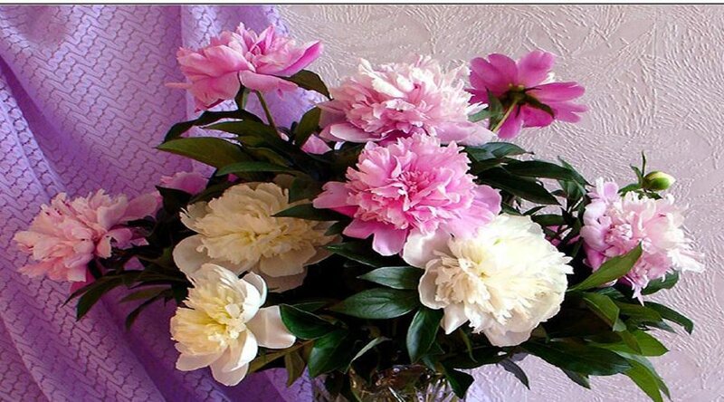 Bouquet of Peonies — Pink, Calm, Photograph