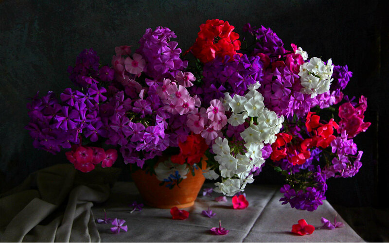 Bouquet of Phlox Flowers — Purple, Dramatic
