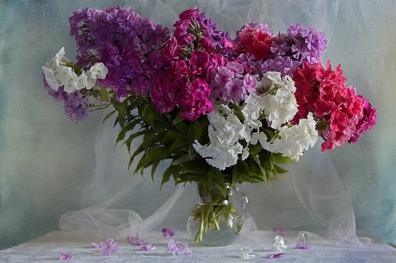 Bouquet of Phlox Flowers — Purple, Serene
