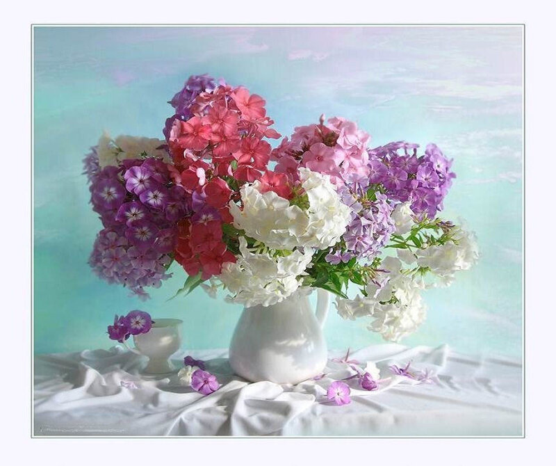 Bouquet of Phlox Flowers