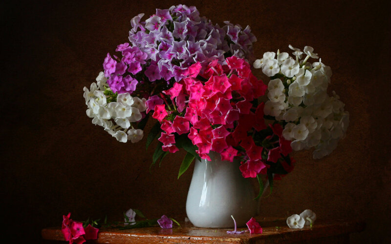 Bouquet of Phlox Flowers — White