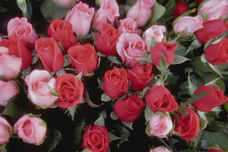 bouquet of pink and red roses