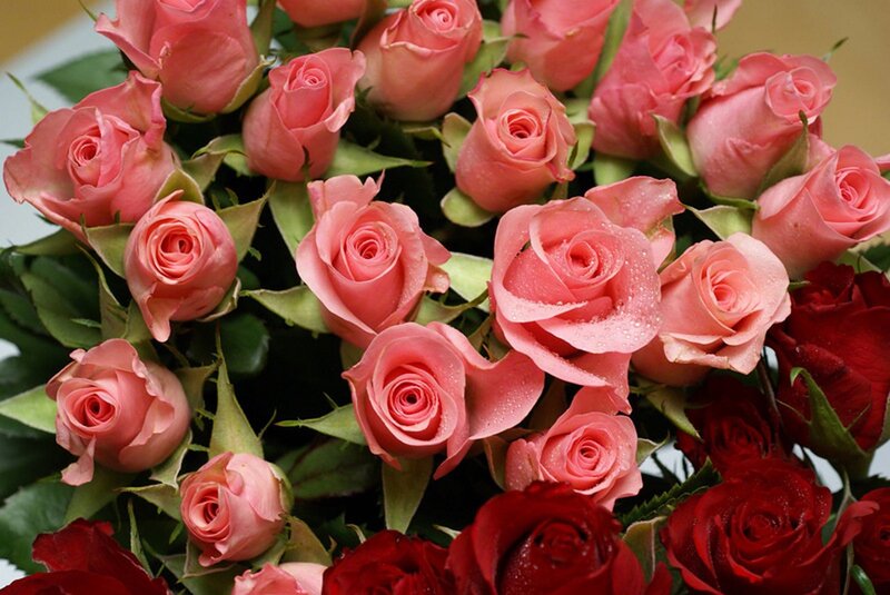 Bouquet of Pink and Red Roses — Calm, Photograph, Green Leaves