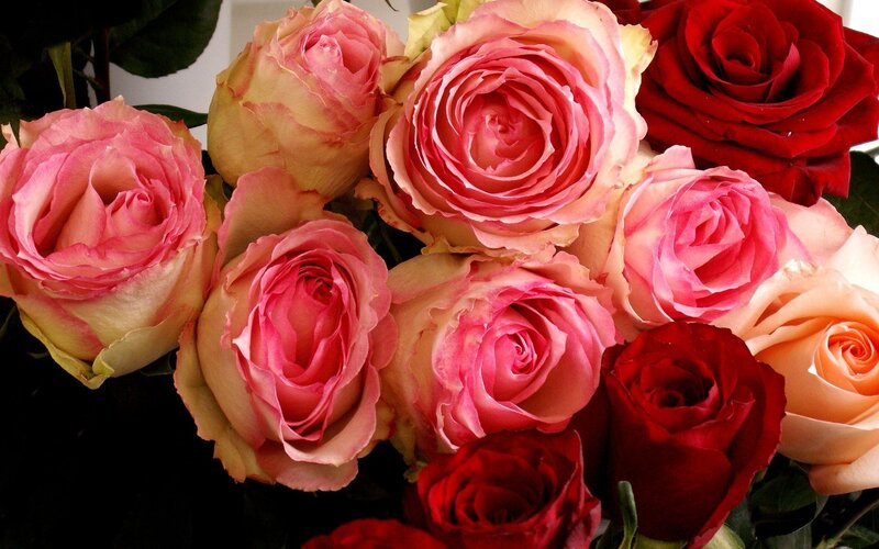 Bouquet of Pink and Red Roses — Calm, Photograph, Leaves