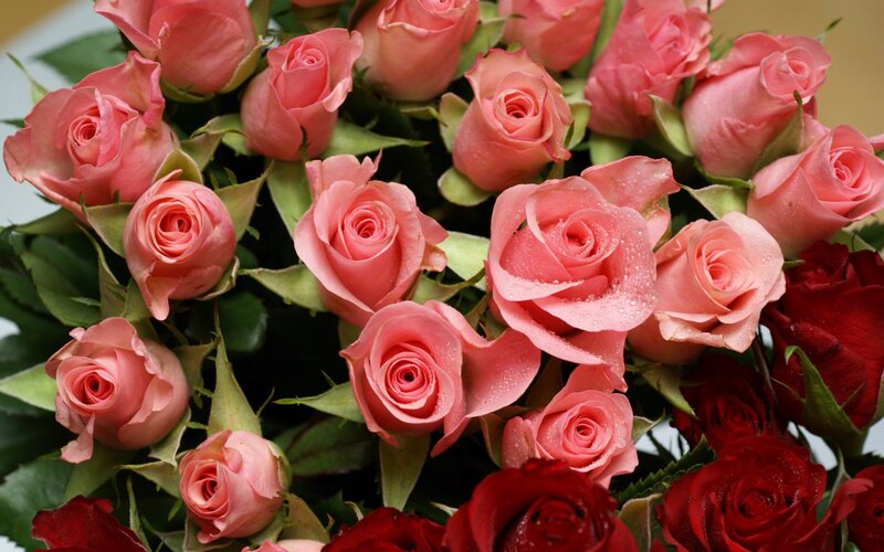 Bouquet of Pink and Red Roses — Photograph