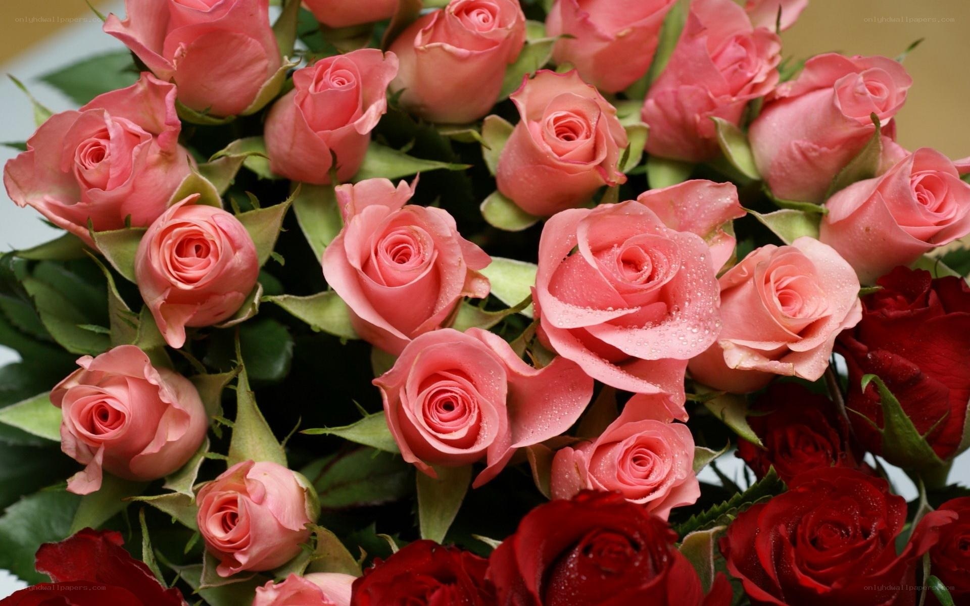 bouquet of pink and red roses