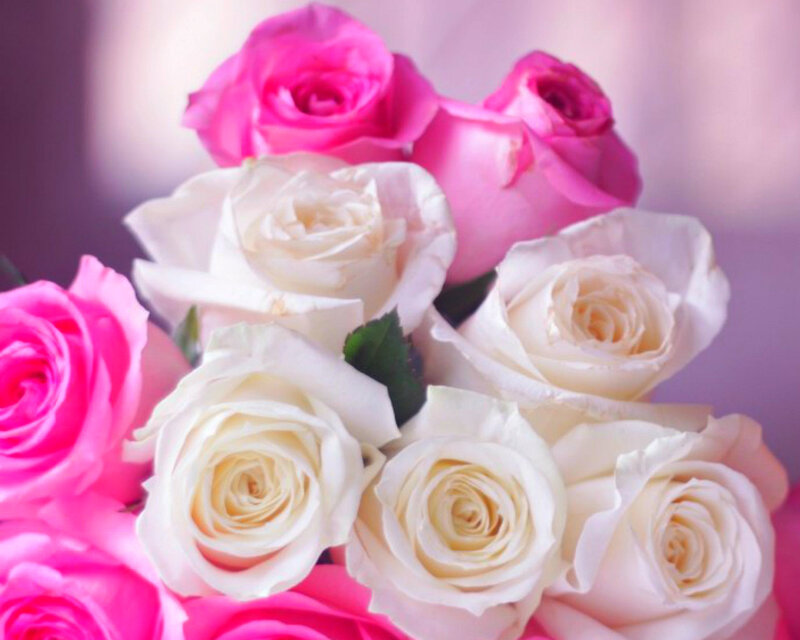 Bouquet of Pink and White Roses — Calm, Photograph, Leaves