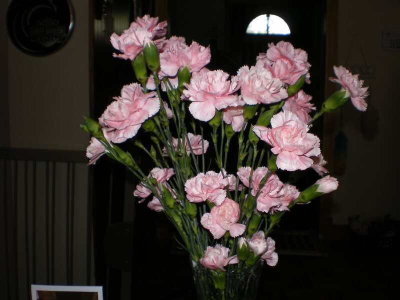 bouquet of pink carnations
