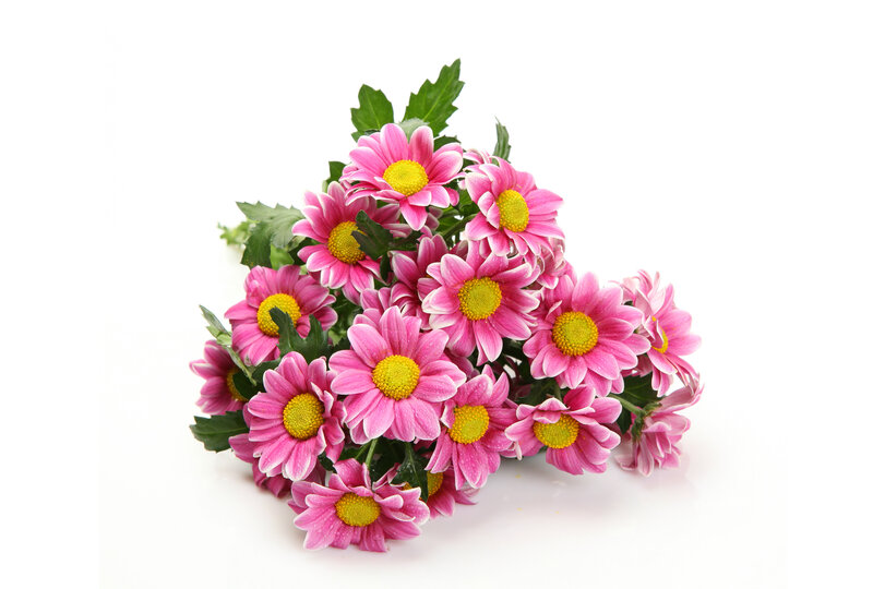 Bouquet of Pink Chrysanthemums — Calm, Photograph, Flowers