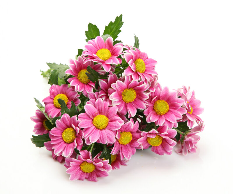 Bouquet of Pink Chrysanthemums — Calm