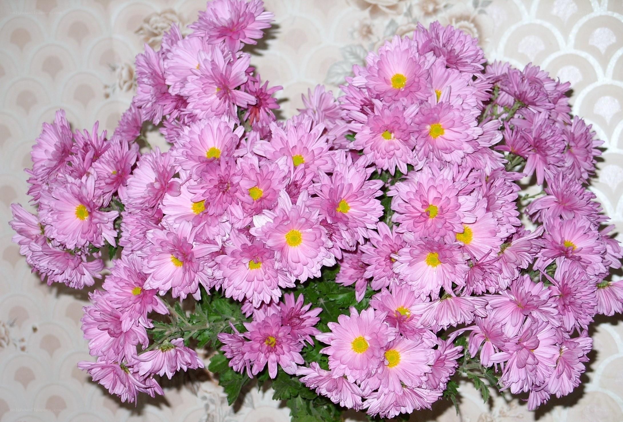 bouquet of pink chrysanthemums