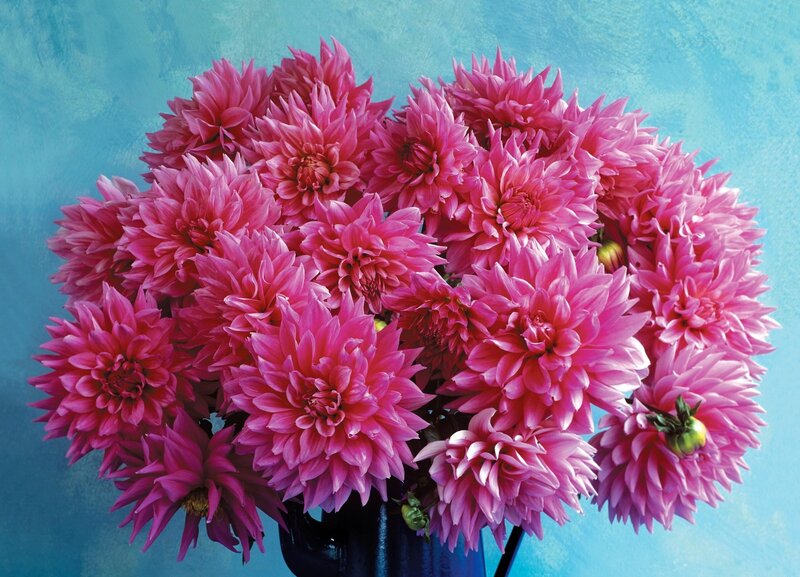 bouquet of pink dahlias