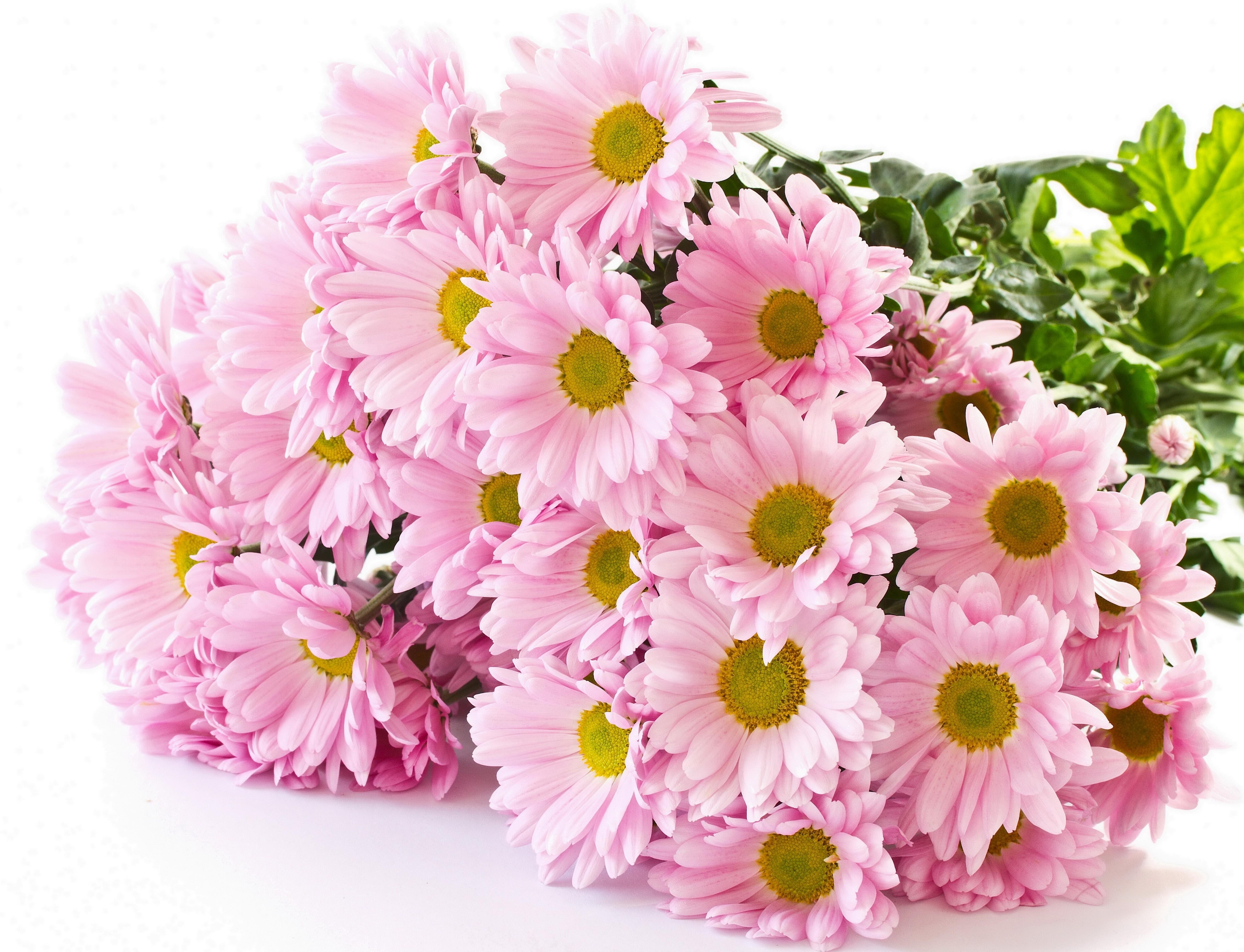 bouquet of pink daisies