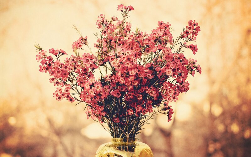 Bouquet of Pink Flowers — Warm