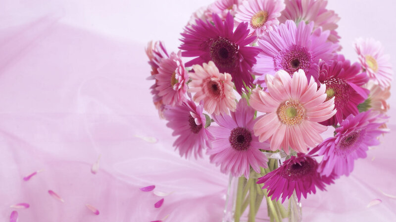 Bouquet of Pink Gerbera Daisies