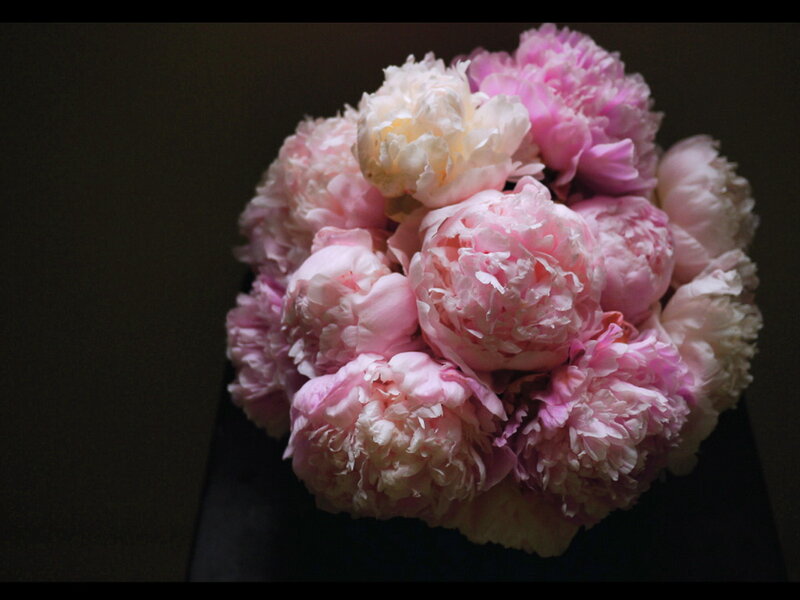 Bouquet of Pink Peonies — Dramatic, Photograph