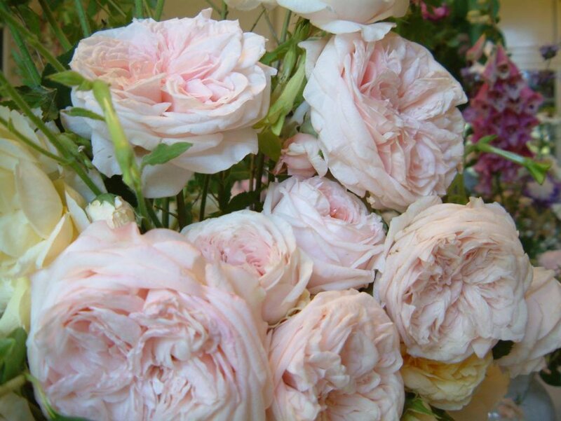 bouquet of pink roses