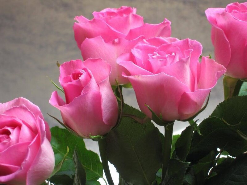 bouquet of pink roses