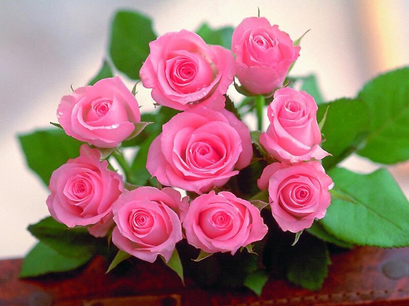 bouquet of pink roses