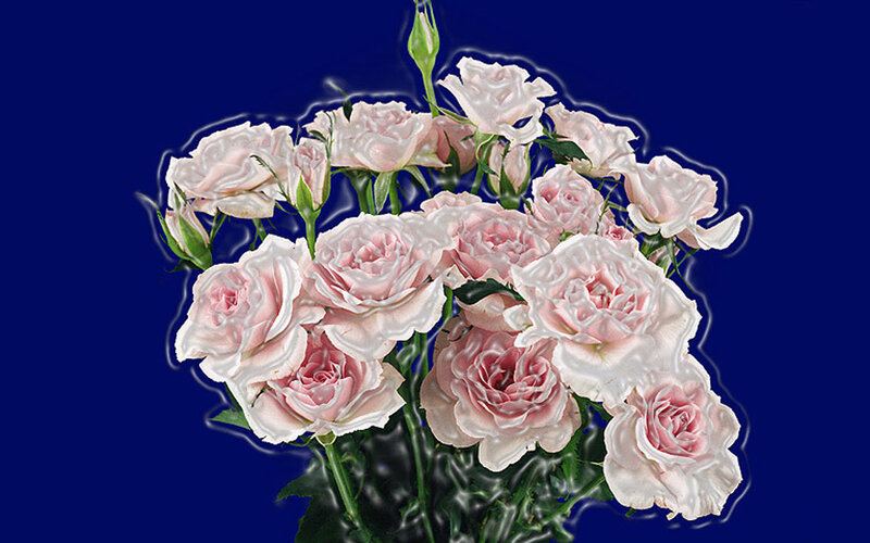 bouquet of pink roses