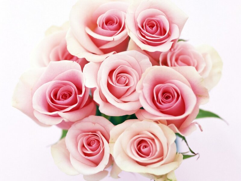 bouquet of pink roses